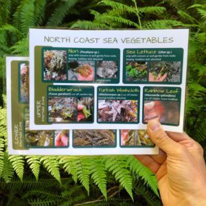 Sea Vegetable ID Guide