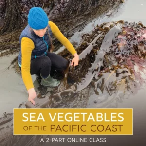 Sea Vegetables of the Pacific Coast