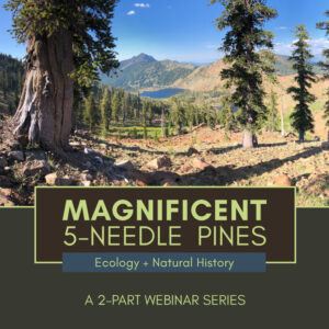 Magnificent five-needle pines of Western North America