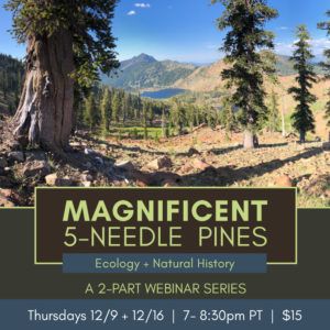 Magnificent five-needle pines of Western North America