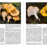 Mushrooms of Cascadia
