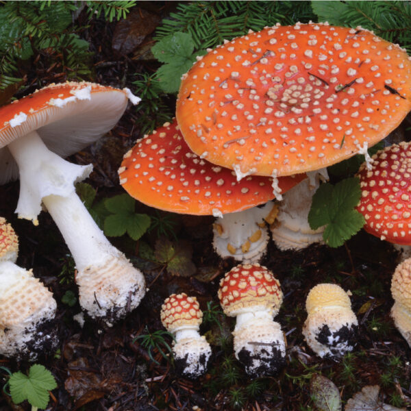 Mushrooms Of Cascadia Class · Backcountry Press