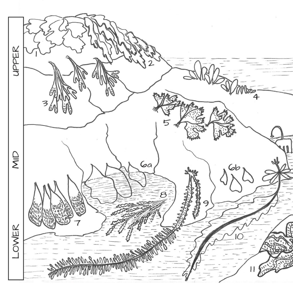 fototapeta-benthic-zone-in-ocean-as-lowest-and-deepest-ecological-zone