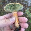 Mushroom in hand