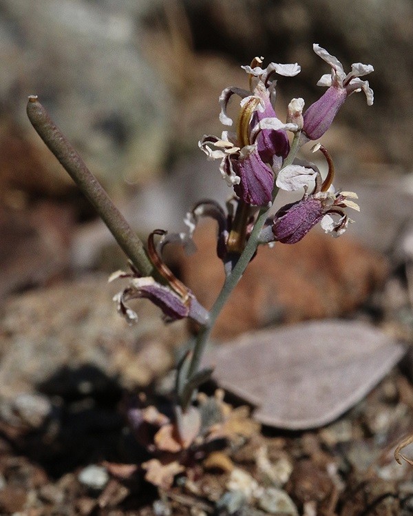 Tamalpais Jewelflower (Streptanthus batrachopus) is a rare species of flowering plant in the mustard family known only from Mt. Tamalpais and the surrounding area. Photo by Morgan Stickrod.