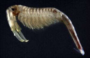 Among the hardiest life forms known, fairy shrimp have a complex life cycle with cysts (eggs) persisting in dry basins all summer waiting for winter rains to rehydrate the pools. Pictured here is the vernal pool fairy shrimp (Branchinecta lynchi).(Photo by: Vic Smith)