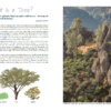 California Trees - what is a tree?