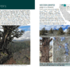 California Trees - junipers