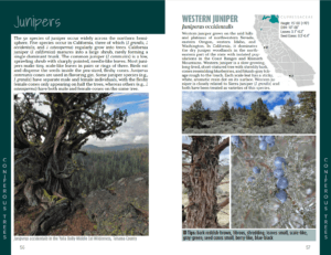 California Trees - junipers