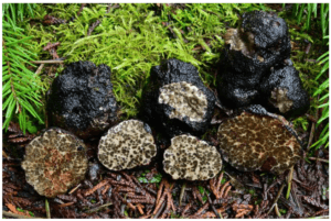Truffle Season in the Pacific Northwest