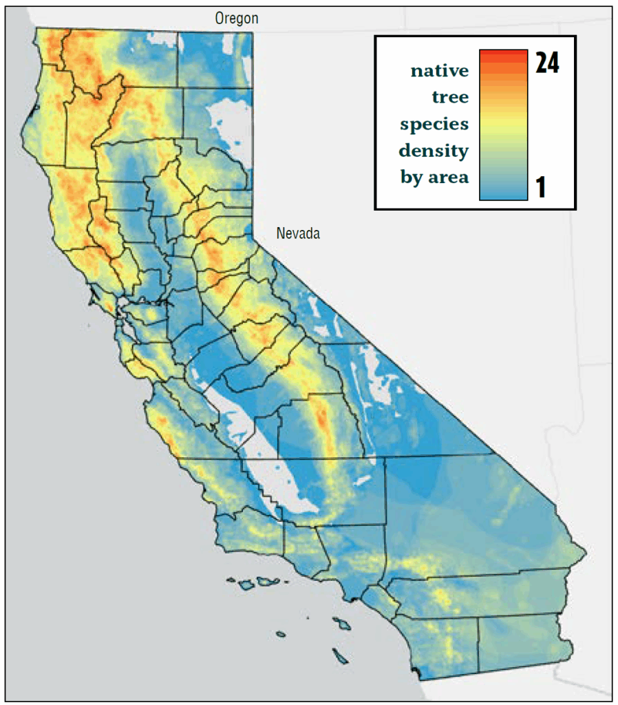 California Trees heat map by Cami Pawlak.