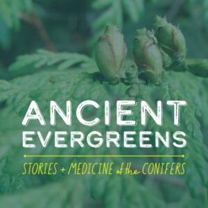 Ancient Evergreens Class